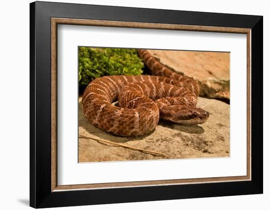 Asia pitviper captive, occurs in China, Russia and Korea-Daniel Heuclin-Framed Photographic Print