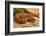 Asia pitviper captive, occurs in China, Russia and Korea-Daniel Heuclin-Framed Photographic Print