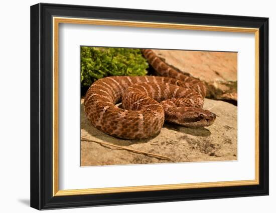 Asia pitviper captive, occurs in China, Russia and Korea-Daniel Heuclin-Framed Photographic Print