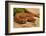 Asia pitviper captive, occurs in China, Russia and Korea-Daniel Heuclin-Framed Photographic Print