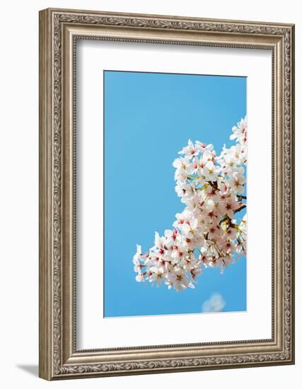 Asia, Republic of Korea, South Korea, Jeju Island, Jeju City, Spring Cherry Blossom-Christian Kober-Framed Photographic Print