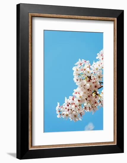 Asia, Republic of Korea, South Korea, Jeju Island, Jeju City, Spring Cherry Blossom-Christian Kober-Framed Photographic Print