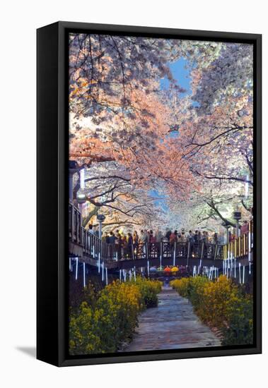 Asia, Republic of Korea, South Korea, Jinhei, Spring Cherry Blossom Festival-Christian Kober-Framed Premier Image Canvas