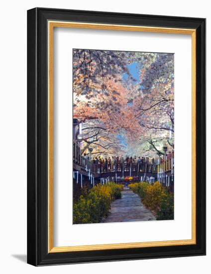 Asia, Republic of Korea, South Korea, Jinhei, Spring Cherry Blossom Festival-Christian Kober-Framed Photographic Print