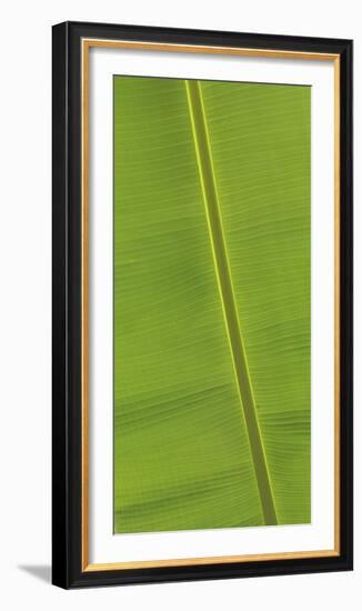 Asia, Vietnam. Banana Leaf Detail, Can Tho-Kevin Oke-Framed Photographic Print