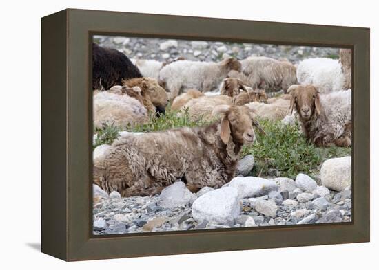 Asia, Western Mongolia, Khovd Province, Gashuun Suhayt. River Valley. Mongolian Cashmere Goats-Emily Wilson-Framed Premier Image Canvas