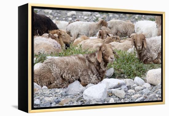 Asia, Western Mongolia, Khovd Province, Gashuun Suhayt. River Valley. Mongolian Cashmere Goats-Emily Wilson-Framed Premier Image Canvas