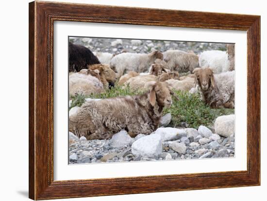 Asia, Western Mongolia, Khovd Province, Gashuun Suhayt. River Valley. Mongolian Cashmere Goats-Emily Wilson-Framed Photographic Print