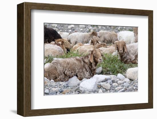 Asia, Western Mongolia, Khovd Province, Gashuun Suhayt. River Valley. Mongolian Cashmere Goats-Emily Wilson-Framed Photographic Print