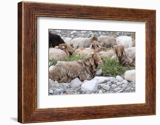 Asia, Western Mongolia, Khovd Province, Gashuun Suhayt. River Valley. Mongolian Cashmere Goats-Emily Wilson-Framed Photographic Print