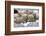 Asia, Western Mongolia, Khovd Province, Gashuun Suhayt. River Valley. Mongolian Cashmere Goats-Emily Wilson-Framed Photographic Print