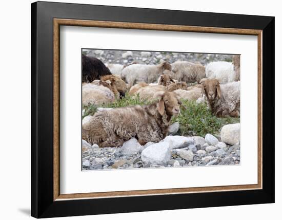 Asia, Western Mongolia, Khovd Province, Gashuun Suhayt. River Valley. Mongolian Cashmere Goats-Emily Wilson-Framed Photographic Print