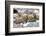 Asia, Western Mongolia, Khovd Province, Gashuun Suhayt. River Valley. Mongolian Cashmere Goats-Emily Wilson-Framed Photographic Print