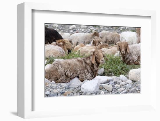 Asia, Western Mongolia, Khovd Province, Gashuun Suhayt. River Valley. Mongolian Cashmere Goats-Emily Wilson-Framed Photographic Print