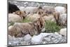 Asia, Western Mongolia, Khovd Province, Gashuun Suhayt. River Valley. Mongolian Cashmere Goats-Emily Wilson-Mounted Photographic Print