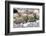 Asia, Western Mongolia, Khovd Province, Gashuun Suhayt. River Valley. Mongolian Cashmere Goats-Emily Wilson-Framed Photographic Print