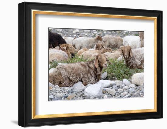 Asia, Western Mongolia, Khovd Province, Gashuun Suhayt. River Valley. Mongolian Cashmere Goats-Emily Wilson-Framed Photographic Print