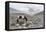 Asia, Western Mongolia, Khovd Province, Gashuun Suhayt. River Valley-Emily Wilson-Framed Premier Image Canvas