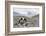Asia, Western Mongolia, Khovd Province, Gashuun Suhayt. River Valley-Emily Wilson-Framed Photographic Print