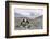 Asia, Western Mongolia, Khovd Province, Gashuun Suhayt. River Valley-Emily Wilson-Framed Photographic Print