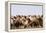 Asia, Western Mongolia, Lake Tolbo, Bactrian Camels-Emily Wilson-Framed Premier Image Canvas