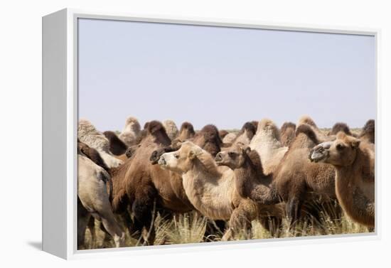 Asia, Western Mongolia, Lake Tolbo, Bactrian Camels-Emily Wilson-Framed Premier Image Canvas