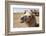 Asia, Western Mongolia, Lake Tolbo, Bactrian Camels-Emily Wilson-Framed Photographic Print