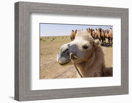 Asia, Western Mongolia, Lake Tolbo, Bactrian Camels-Emily Wilson-Framed Photographic Print