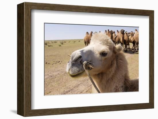 Asia, Western Mongolia, Lake Tolbo, Bactrian Camels-Emily Wilson-Framed Photographic Print