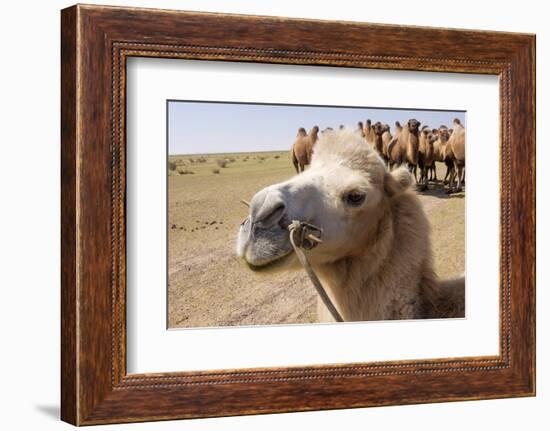 Asia, Western Mongolia, Lake Tolbo, Bactrian Camels-Emily Wilson-Framed Photographic Print