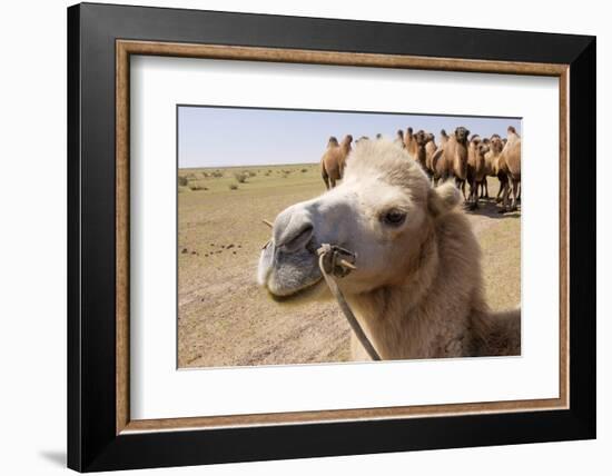 Asia, Western Mongolia, Lake Tolbo, Bactrian Camels-Emily Wilson-Framed Photographic Print