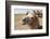 Asia, Western Mongolia, Lake Tolbo, Bactrian Camels-Emily Wilson-Framed Photographic Print