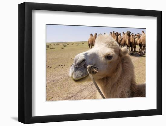 Asia, Western Mongolia, Lake Tolbo, Bactrian Camels-Emily Wilson-Framed Photographic Print