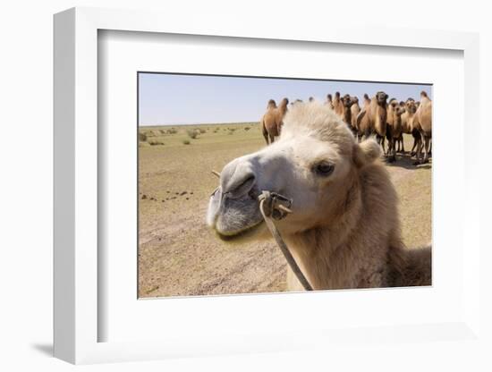 Asia, Western Mongolia, Lake Tolbo, Bactrian Camels-Emily Wilson-Framed Photographic Print