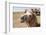 Asia, Western Mongolia, Lake Tolbo, Bactrian Camels-Emily Wilson-Framed Photographic Print