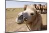 Asia, Western Mongolia, Lake Tolbo, Bactrian Camels-Emily Wilson-Mounted Photographic Print