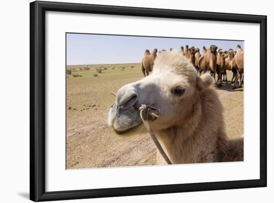 Asia, Western Mongolia, Lake Tolbo, Bactrian Camels-Emily Wilson-Framed Photographic Print