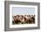 Asia, Western Mongolia, Lake Tolbo, Bactrian Camels-Emily Wilson-Framed Photographic Print