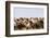 Asia, Western Mongolia, Lake Tolbo, Bactrian Camels-Emily Wilson-Framed Photographic Print