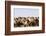 Asia, Western Mongolia, Lake Tolbo, Bactrian Camels-Emily Wilson-Framed Photographic Print