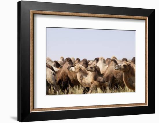 Asia, Western Mongolia, Lake Tolbo, Bactrian Camels-Emily Wilson-Framed Photographic Print