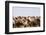 Asia, Western Mongolia, Lake Tolbo, Bactrian Camels-Emily Wilson-Framed Photographic Print