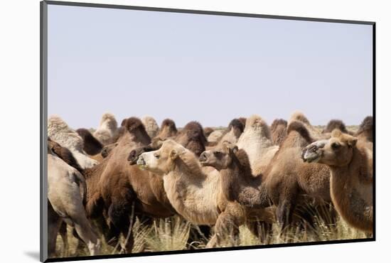 Asia, Western Mongolia, Lake Tolbo, Bactrian Camels-Emily Wilson-Mounted Photographic Print
