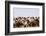 Asia, Western Mongolia, Lake Tolbo, Bactrian Camels-Emily Wilson-Framed Photographic Print