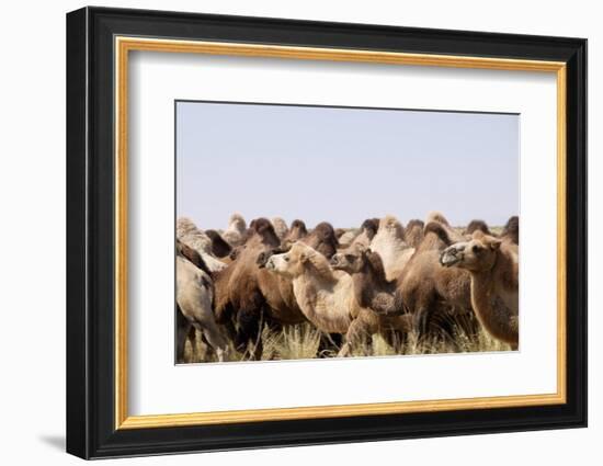 Asia, Western Mongolia, Lake Tolbo, Bactrian Camels-Emily Wilson-Framed Photographic Print