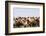 Asia, Western Mongolia, Lake Tolbo, Bactrian Camels-Emily Wilson-Framed Photographic Print