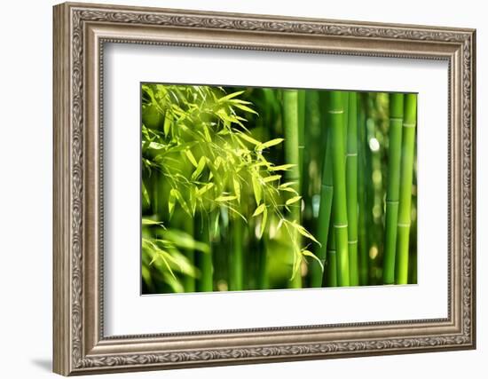 Asian Bamboo Forest with Morning Sunlight-Sofiaworld-Framed Photographic Print