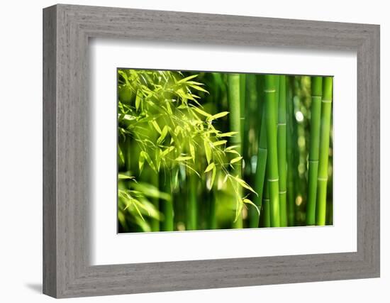 Asian Bamboo Forest with Morning Sunlight-Sofiaworld-Framed Photographic Print