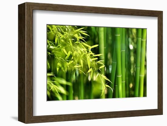 Asian Bamboo Forest with Morning Sunlight-Sofiaworld-Framed Photographic Print