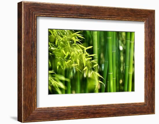 Asian Bamboo Forest with Morning Sunlight-Sofiaworld-Framed Photographic Print